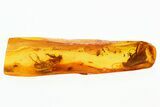 Fossil Comb-Clawed Beetle, Caddisfly & Fly Laying Eggs in Baltic Amber #307207-2